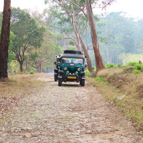 Jeep Safari at Wayanad