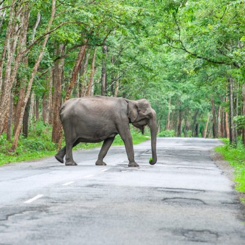 wildlife-in-wayanad6358c80fd9737